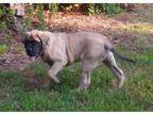 Mastiff Puppy for sale in West Plains, MO, USA
