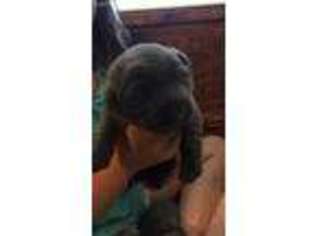 Labrador Retriever Puppy for sale in Burlington, KY, USA