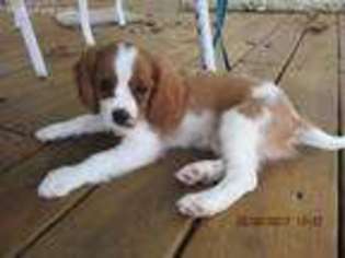 Cavalier King Charles Spaniel Puppy for sale in Stover, MO, USA