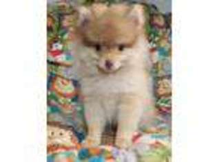 Pomeranian Puppy for sale in Fremont, OH, USA
