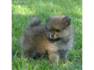 Pomeranian Puppy for sale in Red Oak, TX, USA