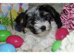 Biewer Terrier Puppy for sale in Savannah, GA, USA