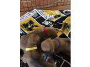 Rhodesian Ridgeback Puppy for sale in New Franklin, MO, USA