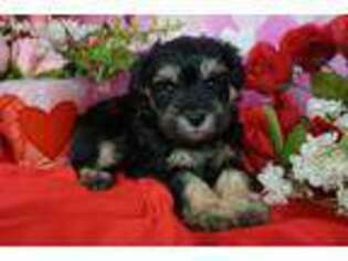 Mutt Puppy for sale in Christmas, FL, USA