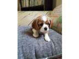 Cavalier King Charles Spaniel Puppy for sale in Des Moines, IA, USA