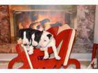 Bull Terrier Puppy for sale in MAYSLICK, KY, USA