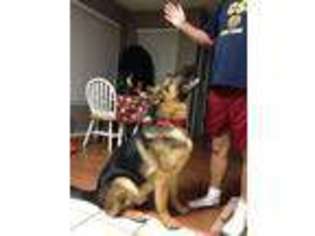 German Shepherd Dog Puppy for sale in CORPUS CHRISTI, TX, USA
