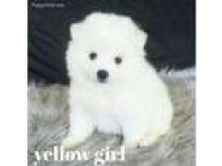 American Eskimo Dog Puppy for sale in Ashley, IN, USA