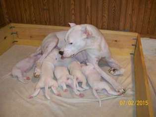 Dogo Argentino Puppy for sale in Erie, PA, USA