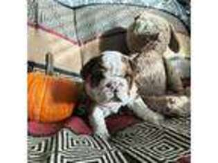 Bulldog Puppy for sale in Ranson, WV, USA