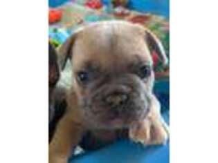 French Bulldog Puppy for sale in Columbia, TN, USA