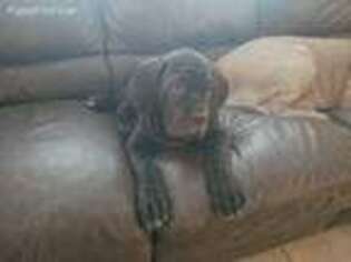 Neapolitan Mastiff Puppy for sale in Kissimmee, FL, USA