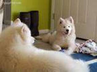 Samoyed Puppy for sale in Towson, MD, USA