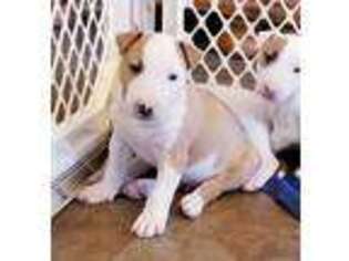 Bull Terrier Puppy for sale in Scottsdale, AZ, USA