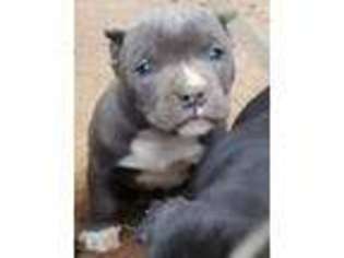 Mutt Puppy for sale in Pelion, SC, USA