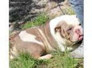 Bulldog Puppy for sale in Athens, OH, USA