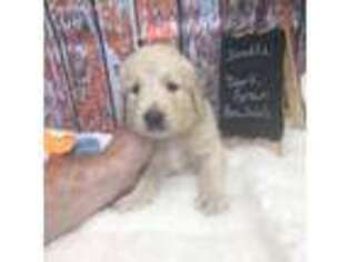 Goldendoodle Puppy for sale in Huttonsville, WV, USA