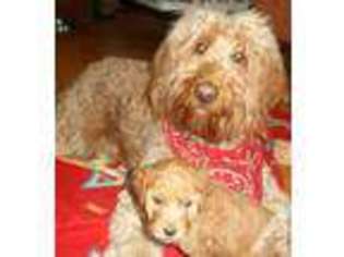 Goldendoodle Puppy for sale in HUSTISFORD, WI, USA