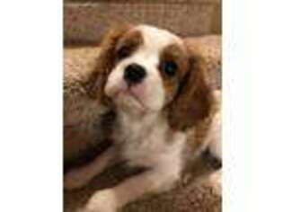Cavalier King Charles Spaniel Puppy for sale in Neligh, NE, USA