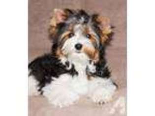 Biewer Terrier Puppy for sale in MAMMOTH SPRING, AR, USA