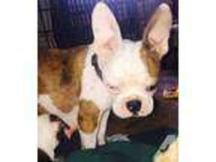 French Bulldog Puppy for sale in WOODBURN, OR, USA