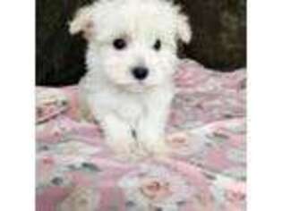 Maltese Puppy for sale in Lambertville, MI, USA