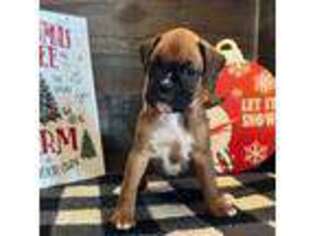 Boxer Puppy for sale in Monee, IL, USA
