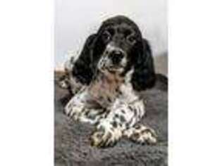 English Setter Puppy for sale in Central City, NE, USA