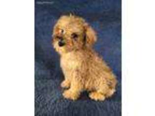 Mutt Puppy for sale in New Philadelphia, OH, USA