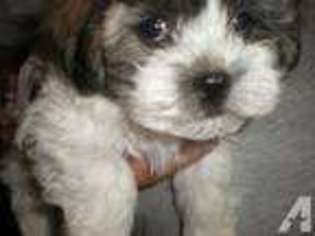Mutt Puppy for sale in POINT, TX, USA