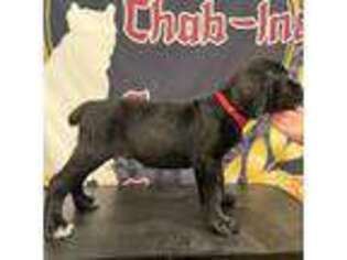 Cane Corso Puppy for sale in Arvada, CO, USA