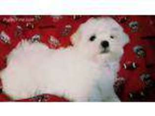 Maltese Puppy for sale in Fremont, OH, USA