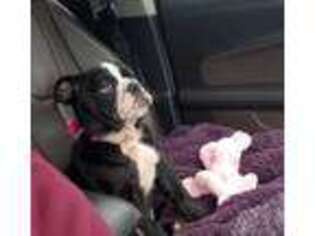 Bulldog Puppy for sale in Belle, MO, USA