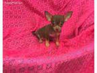 Chihuahua Puppy for sale in Commodore, PA, USA