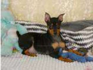 Miniature Pinscher Puppy for sale in Rogers, AR, USA
