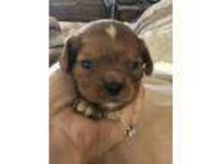 Cavalier King Charles Spaniel Puppy for sale in Westlake Village, CA, USA