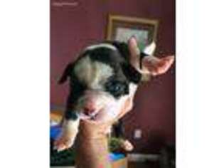 Olde English Bulldogge Puppy for sale in Athens, AL, USA
