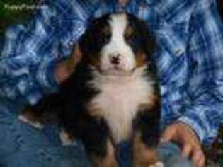 Medium Photo #1 Bernese Mountain Dog Puppy For Sale in Strasburg, OH, USA