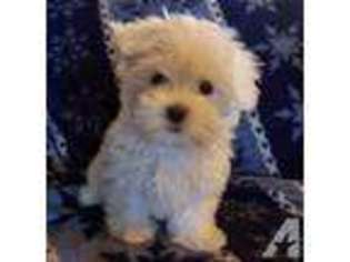 Maltese Puppy for sale in GRANNIS, AR, USA