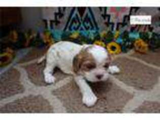 Cavalier King Charles Spaniel Puppy for sale in Fort Wayne, IN, USA