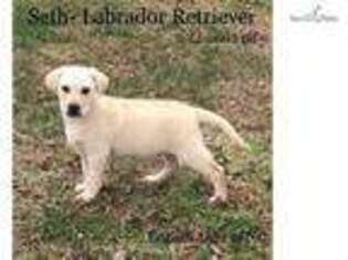 Labrador Retriever Puppy for sale in Greensboro, NC, USA