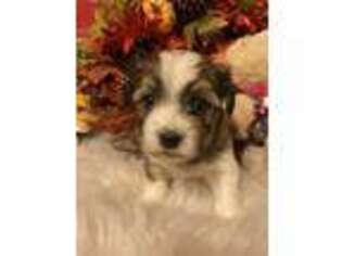 Havanese Puppy for sale in Albany, NY, USA