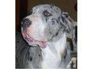 Great Dane Puppy for sale in COMMERCE, GA, USA