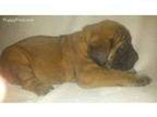 Mastiff Puppy for sale in Versailles, OH, USA