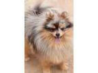 Pomeranian Puppy for sale in Kingman, AZ, USA