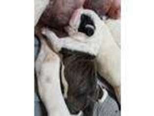 Olde English Bulldogge Puppy for sale in Bryan, TX, USA