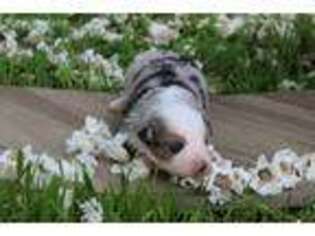 Miniature Australian Shepherd Puppy for sale in Chandler, OK, USA