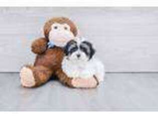 Havanese Puppy for sale in Bristol, CT, USA