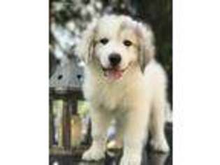 Great Pyrenees Puppy for sale in Wood River, IL, USA