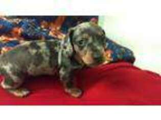 Dachshund Puppy for sale in Sacramento, CA, USA